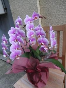 昨日は　クリスマスでしたネ！｜「緑花園」　（徳島県吉野川市の花キューピット加盟店 花屋）のブログ