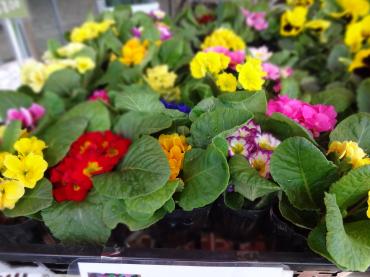 ジュリアン入荷｜「ポピー」　（京都府八幡市の花キューピット加盟店 花屋）のブログ