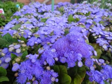 昨日の鉢苗物仕入れ（ハーブ・エレモフィラ・蘭鉢いろいろ他）｜「ポピー」　（京都府八幡市の花キューピット加盟店 花屋）のブログ