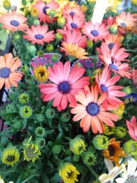 昨日の鉢物入荷・・・・・少な！｜「ポピー」　（京都府八幡市の花キューピット加盟店 花屋）のブログ