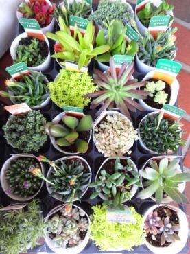 本日の鉢物入荷（多肉植物・九条ネギ・ベゴニア他）｜「ポピー」　（京都府八幡市の花キューピット加盟店 花屋）のブログ