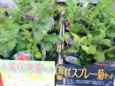 昨日の鉢苗物仕入れ｜「ポピー」　（京都府八幡市の花キューピット加盟店 花屋）のブログ