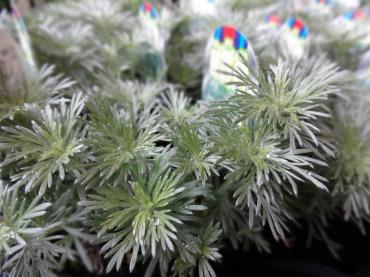 アサギリソウ｜「ポピー」　（京都府八幡市の花キューピット加盟店 花屋）のブログ