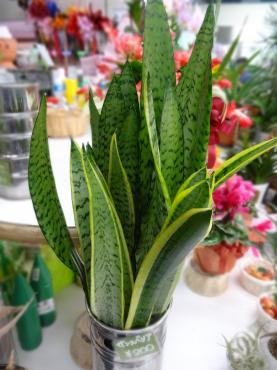 サンスベリアの切り葉｜「ポピー」　（京都府八幡市の花キューピット加盟店 花屋）のブログ