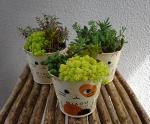 多肉植物☆｜「花かざり」　（大阪府大阪市城東区の花キューピット加盟店 花屋）のブログ