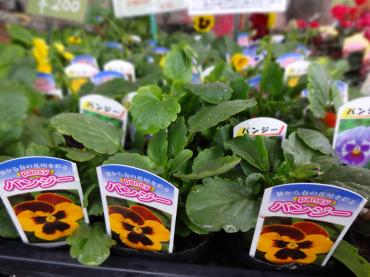 今日は大市でしたが｜「ポピー」　（京都府八幡市の花キューピット加盟店 花屋）のブログ