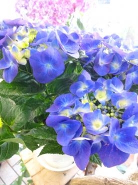 鉢苗物入荷情報｜「ポピー」　（京都府八幡市の花キューピット加盟店 花屋）のブログ