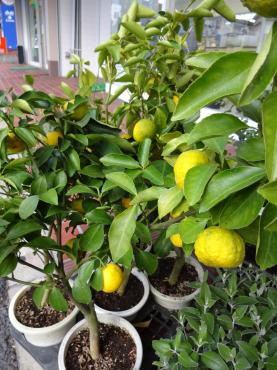 定番じゃないちょっと面白そうなやつ｜「ポピー」　（京都府八幡市の花キューピット加盟店 花屋）のブログ