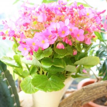 昨日の鉢苗物仕入れ（9/19敬老の日にむけて）｜「ポピー」　（京都府八幡市の花キューピット加盟店 花屋）のブログ