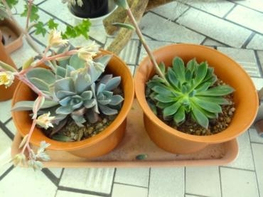 昨日の鉢物仕入れ情報(特大多肉植物・バジル・ゴーヤ等）｜「ポピー」　（京都府八幡市の花キューピット加盟店 花屋）のブログ