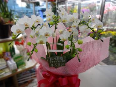 土曜日臨時入荷品｜「ポピー」　（京都府八幡市の花キューピット加盟店 花屋）のブログ