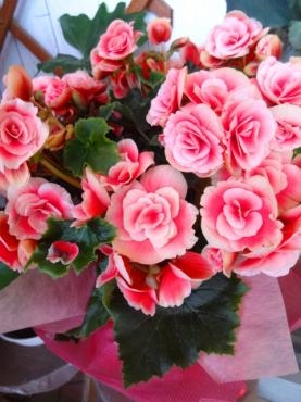 母の日前鉢物仕入れ｜「ポピー」　（京都府八幡市の花キューピット加盟店 花屋）のブログ