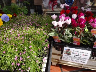 カスミソウの苗　　その他｜「ポピー」　（京都府八幡市の花キューピット加盟店 花屋）のブログ
