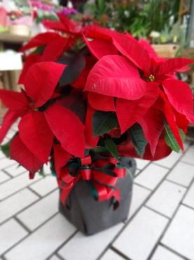 でかポインセチア｜「ポピー」　（京都府八幡市の花キューピット加盟店 花屋）のブログ