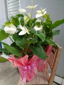 お中元お届けしました｜「緑花園」　（徳島県吉野川市の花キューピット加盟店 花屋）のブログ