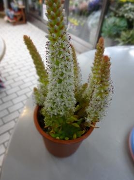 ツメレンゲで実験中｜「ポピー」　（京都府八幡市の花キューピット加盟店 花屋）のブログ