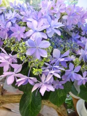 母の日鉢物最終仕入れ｜「ポピー」　（京都府八幡市の花キューピット加盟店 花屋）のブログ