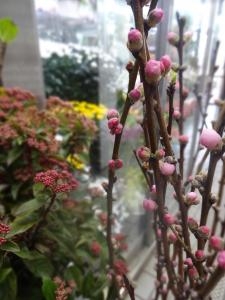 入荷しています！｜「緑花園」　（徳島県吉野川市の花キューピット加盟店 花屋）のブログ