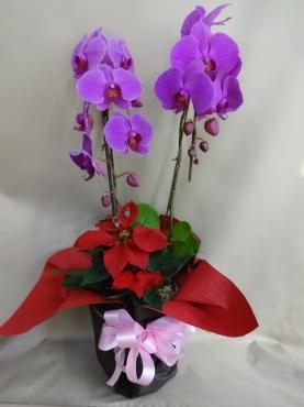 本日は大安　胡蝶蘭｜「ポピー」　（京都府八幡市の花キューピット加盟店 花屋）のブログ