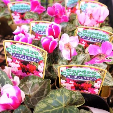 昨日の鉢苗物仕入れ（ウィンターコスモス・SP菊苗・他）｜「ポピー」　（京都府八幡市の花キューピット加盟店 花屋）のブログ