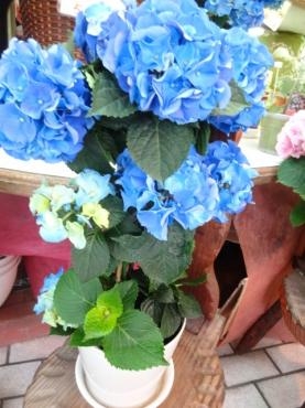 鉢物仕入れ多め（多肉植物・アジサイ・夏の苗各種・他）｜「ポピー」　（京都府八幡市の花キューピット加盟店 花屋）のブログ