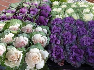 葉ボタン　他いろいろ｜「ポピー」　（京都府八幡市の花キューピット加盟店 花屋）のブログ