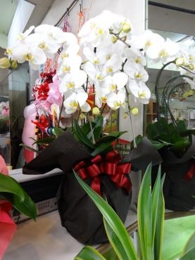 胡蝶蘭・・・買いすぎたか｜「ポピー」　（京都府八幡市の花キューピット加盟店 花屋）のブログ