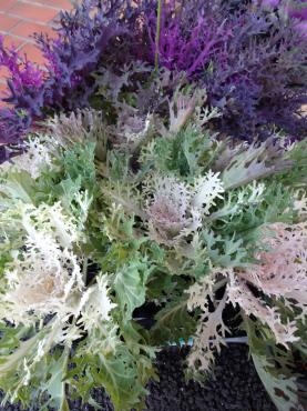 切れ葉の葉ボタンとか｜「ポピー」　（京都府八幡市の花キューピット加盟店 花屋）のブログ