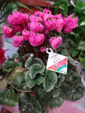 シクラメン　良いのが入ってきています。｜「ポピー」　（京都府八幡市の花キューピット加盟店 花屋）のブログ