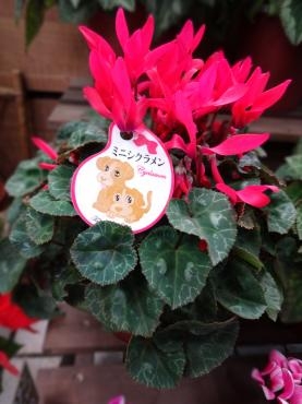 ミニシクラメンという名が正しいのか？｜「ポピー」　（京都府八幡市の花キューピット加盟店 花屋）のブログ