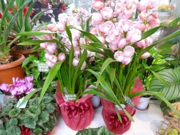 年末ギフト花鉢｜「ポピー」　（京都府八幡市の花キューピット加盟店 花屋）のブログ
