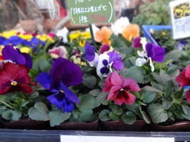 黒いパンジー｜「ポピー」　（京都府八幡市の花キューピット加盟店 花屋）のブログ