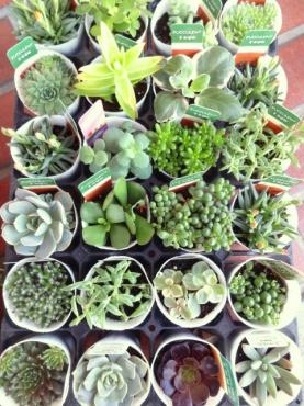 土曜日ですが鉢物入荷してました（火曜日入荷ありません）｜「ポピー」　（京都府八幡市の花キューピット加盟店 花屋）のブログ