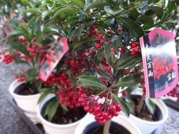 お正月に準備の鉢物｜「ポピー」　（京都府八幡市の花キューピット加盟店 花屋）のブログ