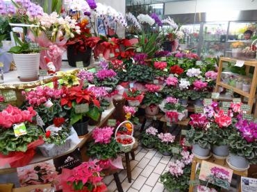 やっぱりシクラメンだらけ｜「ポピー」　（京都府八幡市の花キューピット加盟店 花屋）のブログ