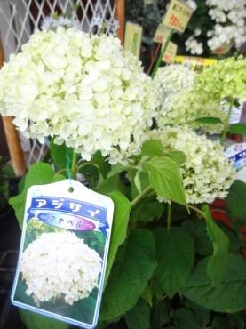 本日の仕入れ情報（アナベル・フランネルフラワー・千日紅・他）｜「ポピー」　（京都府八幡市の花キューピット加盟店 花屋）のブログ