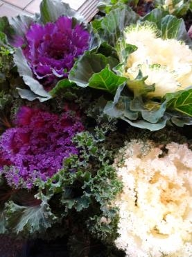 葉ボタンとか苗物｜「ポピー」　（京都府八幡市の花キューピット加盟店 花屋）のブログ