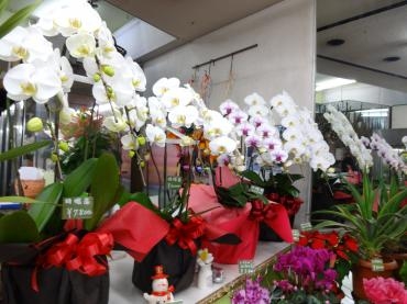 新春用に胡蝶蘭｜「ポピー」　（京都府八幡市の花キューピット加盟店 花屋）のブログ