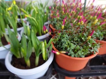 忙しくなってきた｜「ポピー」　（京都府八幡市の花キューピット加盟店 花屋）のブログ