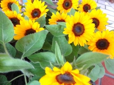 昨日の鉢物仕入れと、明日6/28は本店定休日です。｜「ポピー」　（京都府八幡市の花キューピット加盟店 花屋）のブログ
