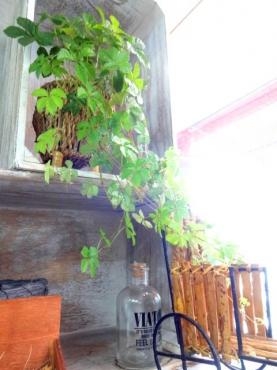 インテリアグリーンフェア開催｜「ポピー」　（京都府八幡市の花キューピット加盟店 花屋）のブログ
