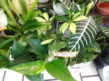 昨日の鉢物仕入れ（フェア開催中につき観葉植物多め）｜「ポピー」　（京都府八幡市の花キューピット加盟店 花屋）のブログ