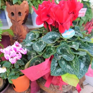 昨日の鉢苗物仕入れ（シクラメン・シンビジウム・プリンセチア・他）｜「ポピー」　（京都府八幡市の花キューピット加盟店 花屋）のブログ
