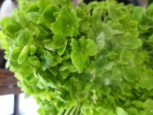 オリーブの木入荷しました！｜「緑花園」　（徳島県吉野川市の花キューピット加盟店 花屋）のブログ