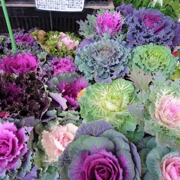 昨日の鉢苗物仕入れ｜「ポピー」　（京都府八幡市の花キューピット加盟店 花屋）のブログ