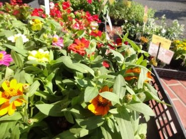 ３８℃かぁ～・・・・・・・｜「ポピー」　（京都府八幡市の花キューピット加盟店 花屋）のブログ