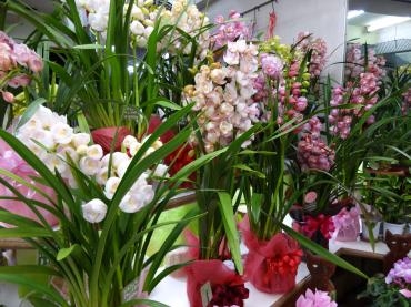 昨日の鉢物（シンビジューム祭りじゃ～）｜「ポピー」　（京都府八幡市の花キューピット加盟店 花屋）のブログ