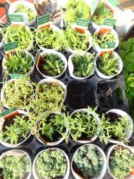 苗物激安｜「ポピー」　（京都府八幡市の花キューピット加盟店 花屋）のブログ