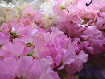 スイートピーの海？｜「ポピー」　（京都府八幡市の花キューピット加盟店 花屋）のブログ