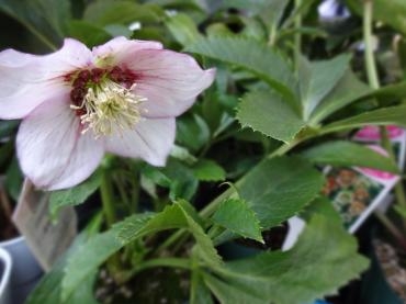昨日の鉢物苗物せんぶ｜「ポピー」　（京都府八幡市の花キューピット加盟店 花屋）のブログ